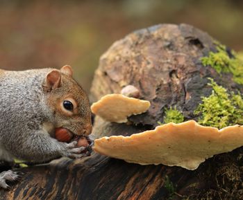 Close-up of squirrel