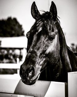 Horse standing by fence in ranch against sky