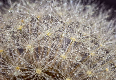 Close-up of dandelion flower