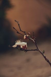 Close-up of flowers on tree