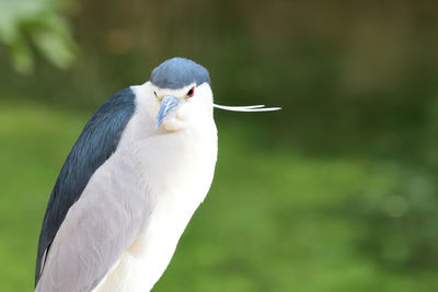 Black crowned night heron