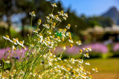 Close-up of purple flowering plant