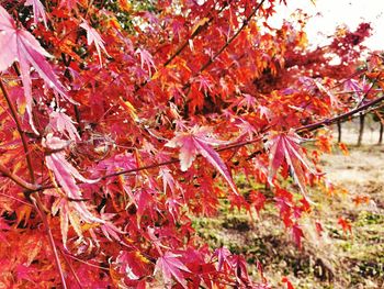 Close-up of red maple tree