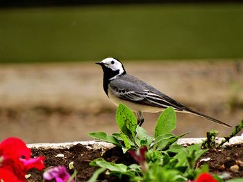 Close-up of bird perching outdoors