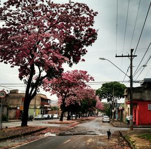 Road passing through forest