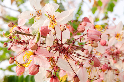 Close-up of pink cherry blossoms in spring