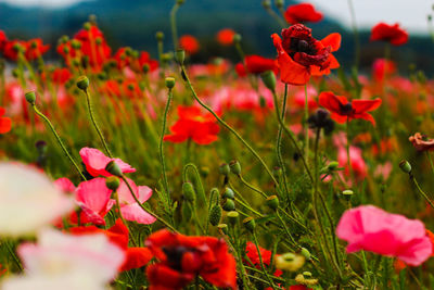 Close-up of red poppy flowers in field