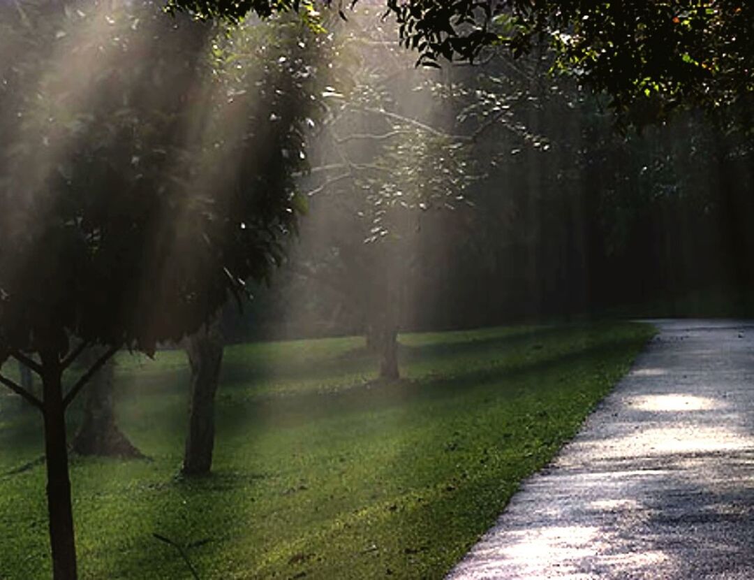 tree, the way forward, grass, tranquility, nature, footpath, tranquil scene, empty, park - man made space, growth, road, outdoors, green color, night, sunlight, beauty in nature, no people, shadow, diminishing perspective, treelined