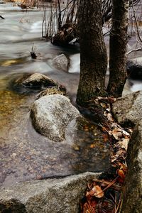 Rocks by river in forest