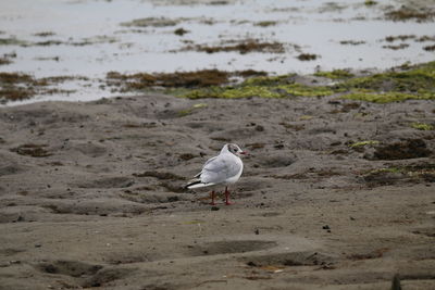 Seagull on beach