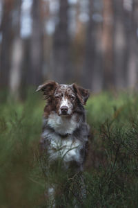 Australien shepherd dog in the nature, forest