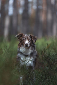 Portrait of dog on field