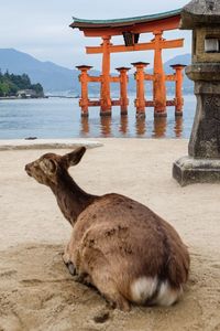 Elephant on sand at seaside