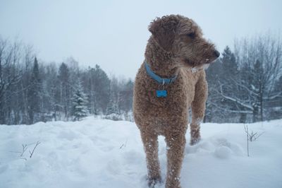 Goldendoodle standing on snowy field against sky during snowfall