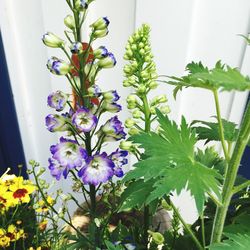 Close-up of pink flowers blooming in park