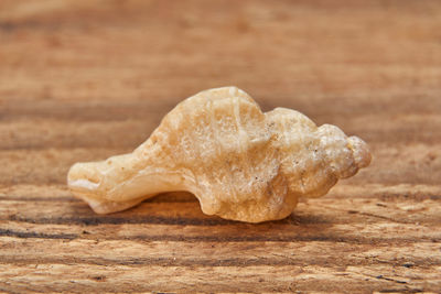 Close-up of crab on table