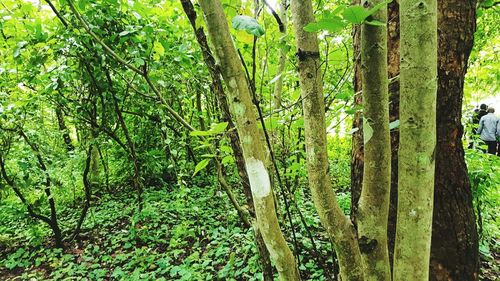 Trees growing in forest