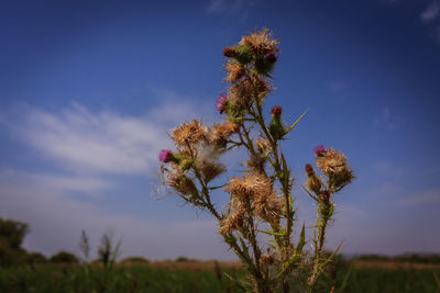 Close-up of flowering plant on field against sky