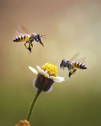 Close-up of honey bees buzzing on flower