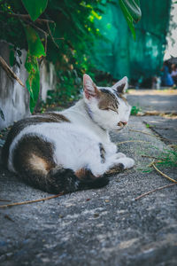 Cat resting