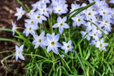 Close-up of purple crocus flowers on field