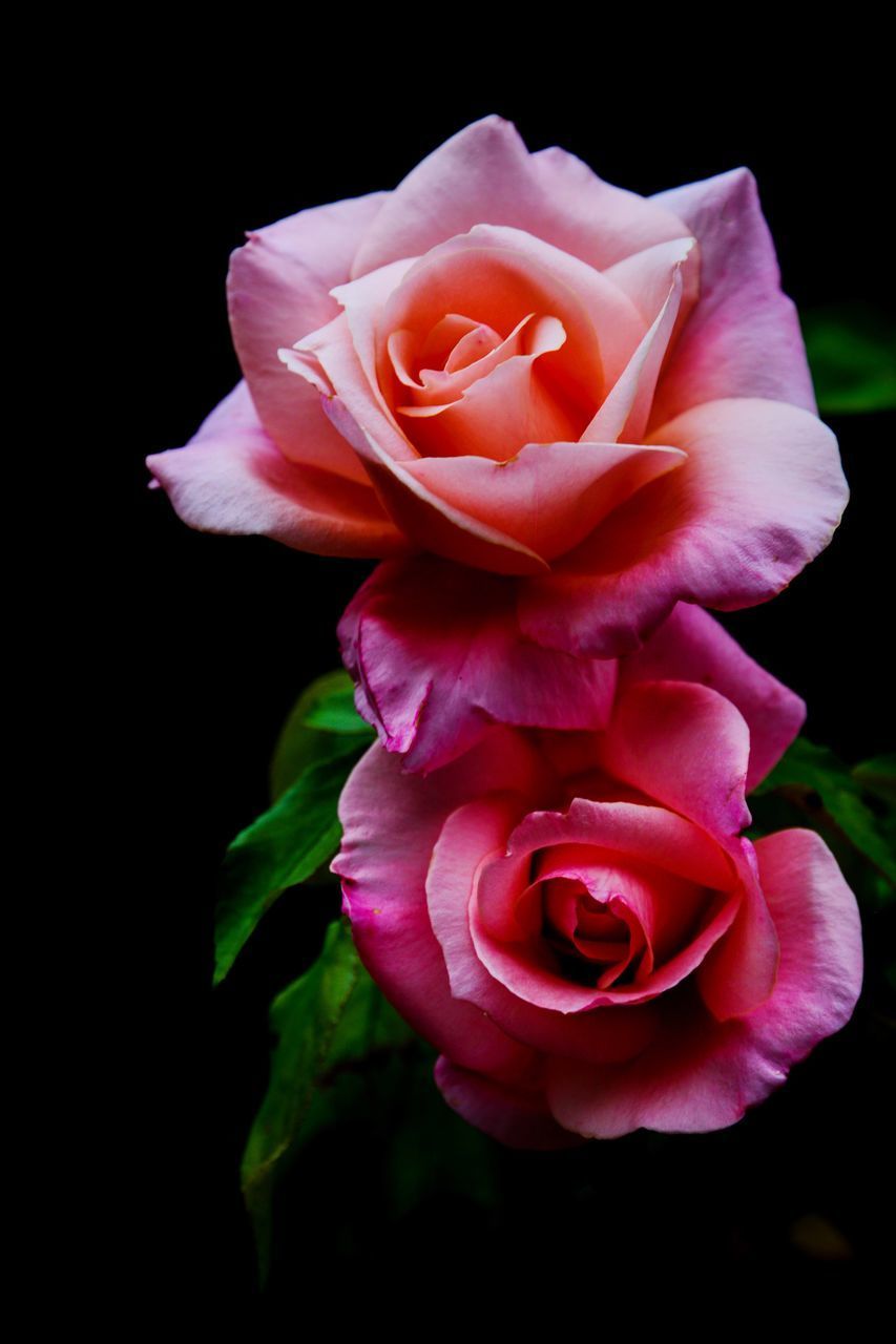 CLOSE-UP OF PINK ROSE FLOWER AGAINST BLACK BACKGROUND