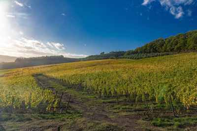 Scenic view of vineyard against sky