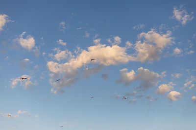 Low angle view of birds flying in sky