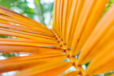 Close-up of yellow palm leaves