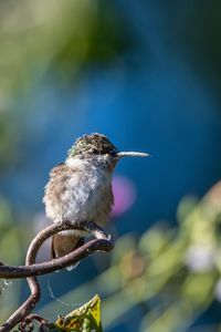 Close-up of bird perching on plant