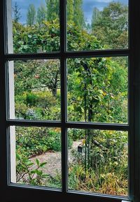 Trees seen through glass window