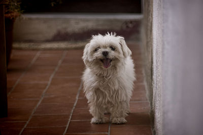 Portrait of a dog