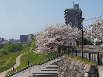 View of flowering trees and buildings against clear sky