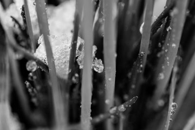 Close-up of water drops on plants