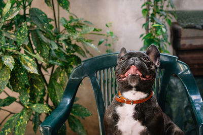 Portrait of a french bulldog sitting on chair in the backyard