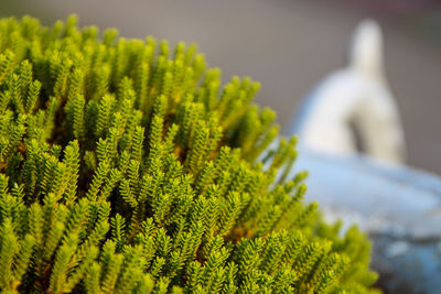 Close-up of fern