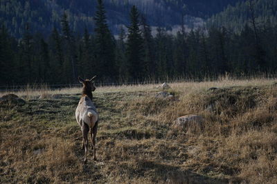 Horse on field in forest