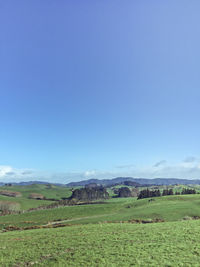 Scenic view of field against clear blue sky