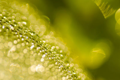 Close-up of wet plant