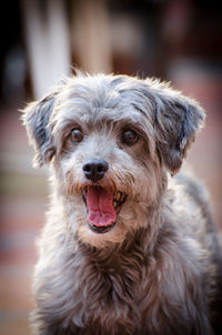 Close-up portrait of dog sticking out tongue outdoors