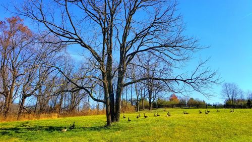 Bare tree on field against clear sky