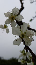 Close-up of white flowers