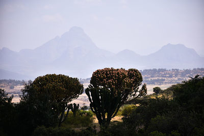 View of trees on landscape against mountain range