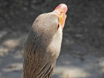 Close-up of a bird against lake