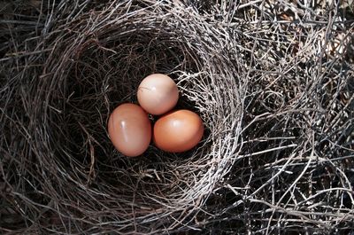 High angle view of eggs