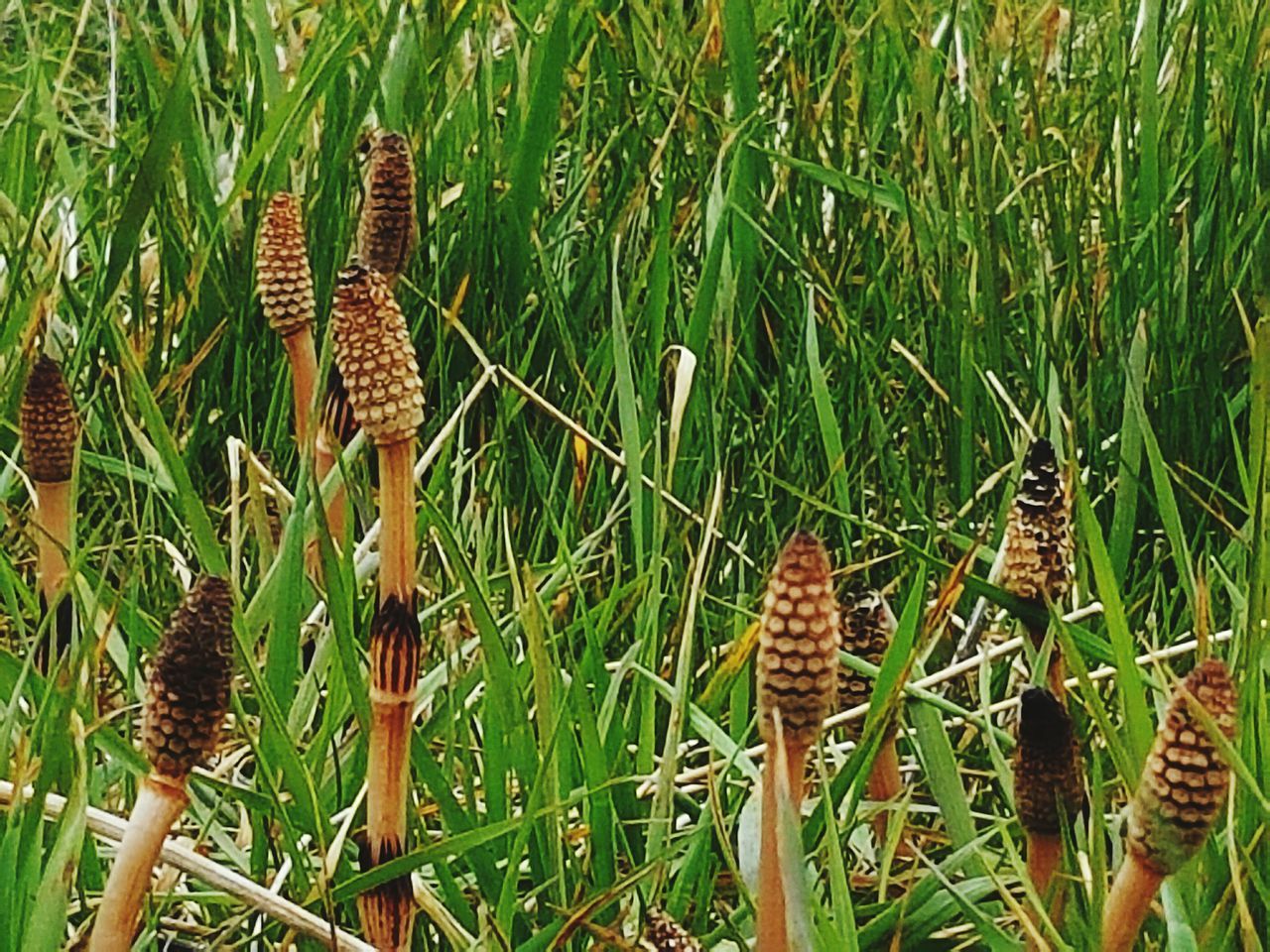 Horse tail weed