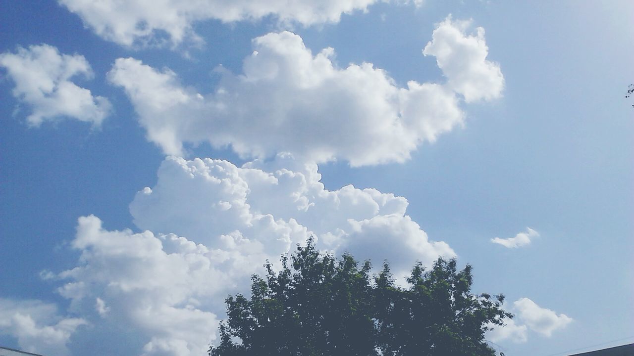 LOW ANGLE VIEW OF TREES AGAINST CLOUDS