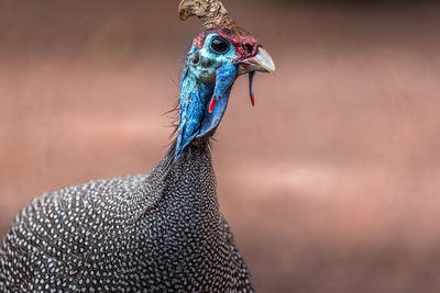 Close-up of guinea fowl