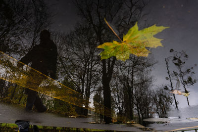 Trees and plants during autumn