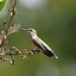 Close-up of hummingbird perching on twig